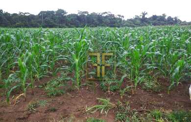 Imagem 4: Fazenda 40 Alqueires, Conceição do Araguaia, PA