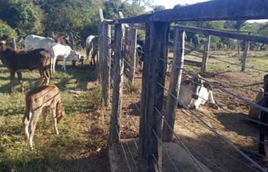Imagem 2: Fazenda 25 Alqueires 39 km de Luziânia 145 km de Goiânia lugar maravilhoso