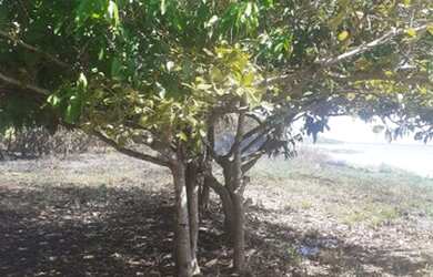 Imagem 1: Chácara beira do lago. 450m² de Área