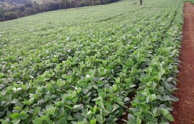 Imagem 1: Araraquara fazenda de cana 93.5 alqueires arrendado