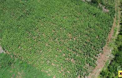 Imagem 12: Sítio / Chácara para Venda em Nova Petrópolis, Linha Olinda, 2 dormitórios,...