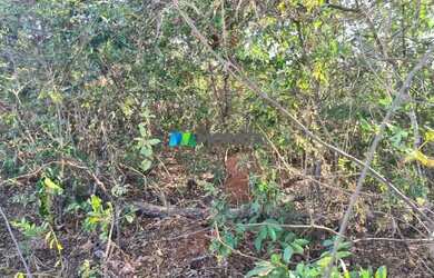 Imagem 8: FAZENDA À VENDA - 193 HECTARES - INIMUTABA MG