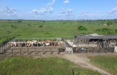 Imagem: A fazenda está localizado em Tailândia, PA à venda por R$40.000.000