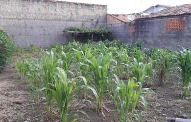 Imagem 3: Terreno à venda, 150 m² por R$ 150.000,00 - Conjunto Residencial Galo...