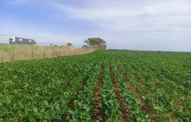 Imagem: A fazenda possui 102m² de Área e está localizado em Campo