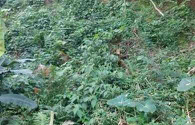 Imagem: O terreno possui 400m² de Área e está localizado em Arujá