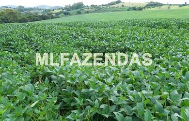 Imagem 13: Fazenda em Turvelândia MG 81,6 alqueires ou 197,47 ha, 80 aproveitável