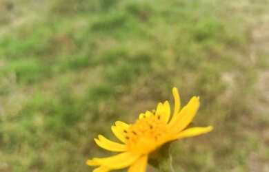 Imagem: O terreno possui 999m² de Área e está localizado em Centro