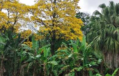 Imagem 2: FAZENDOLA DO IPÊ 4,5 - 200.000M2 - RJ 106 RIO SECO SAQUAREMA RJ