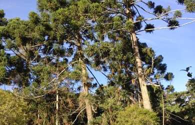 Imagem 3: Maravilhoso Sítio em Gonçalves MG com 28 alqueires e incrível infraestrutura