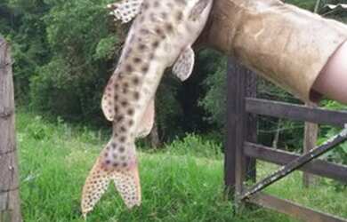 Imagem 11: Linda Chácara no Sul de MG