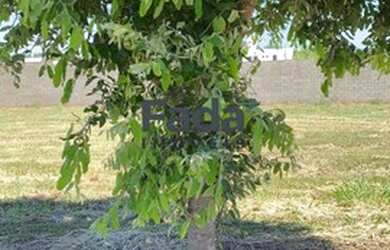 Imagem 2: PORTO RICO - Terreno Padrão - Condomínio Mirante