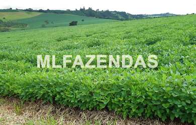 Imagem 4: Fazenda em Turvelândia MG 81,6 alqueires ou 197,47 ha, 80 aproveitável
