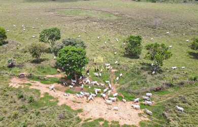 Imagem 6: Fazenda - 360 hectares - 74, 38 Alqueires