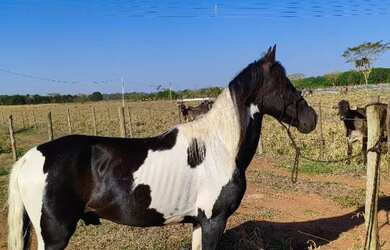 Imagem: A chácara possui 55.888m² de Área e está localizado em