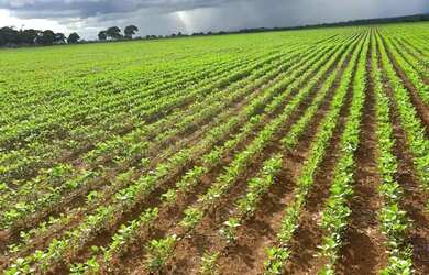 Imagem: A fazenda possui 137m² de Área e está localizado em Araguapaz