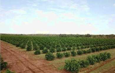 Imagem 15: fazenda de 158,33 hectares na região da cidade de Votuporanga
