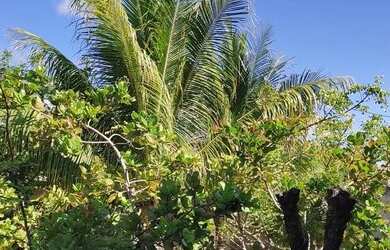Imagem 6: Casa águas de Sauípe. Piscina, Churrasqueira, Imóvel mobiliadoeAr-condicionado