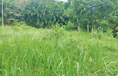 Imagem 13: Terreno para Venda em Rio de Janeiro, Ilha de Guaratiba