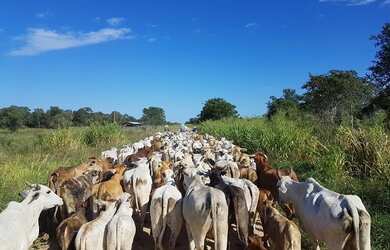 Imagem: A fazenda possui 2.260.000m² de Área e está localizado em
