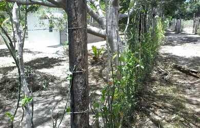 Imagem: A chácara possui 1.400m² de Área e está localizado em Paripe