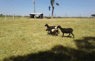 Imagem 3: FAZENDA PRODUTIVA COM 472HECTARES, HA 55KM DE UNAI