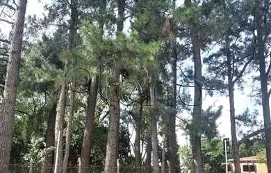 Imagem 16: Terreno à venda em Campinas, Parque Taquaral, com 5090 m²