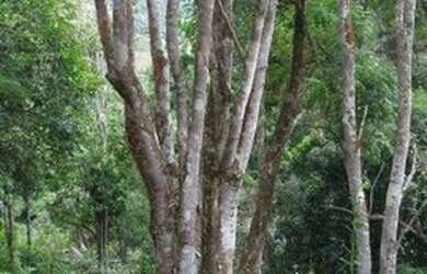 Imagem 11: Terreno à venda, 40000 m² por R$ 250.000,00 - Jardim Verona - Ribeirão...