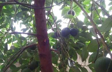 Imagem 16: Casa lado praia com edícula grande em Itanhaém-SP (litoral sul