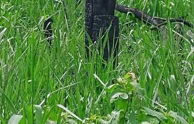 Imagem: A fazenda possui 550m² de Área e está localizado em Ulisses