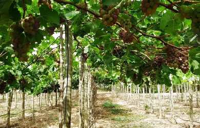 Imagem 7: OPORTUNIDADE ÚNICA BELÍSSIMA FAZENDA À VENDA EM BURITIS-MG