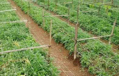 Imagem 5: Fazenda Rancho à Venda no Centro - 3 Dormitórios/Quartos e Área Ampla