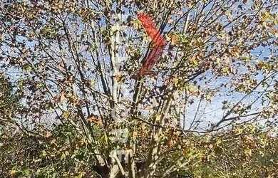 Imagem 10: Casa de condomínio em Estrada Bento Osvaldo Trisch - Pedancino - Caxias...