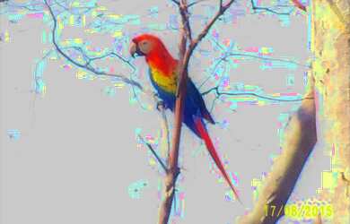 Imagem 5: Linda Ilha com 210 hectares Rio Madeira 63 km de porto velho