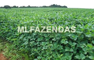 Imagem 3: Fazenda em Turvelândia MG 81,6 alqueires ou 197,47 ha, 80 aproveitável