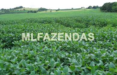 Imagem 15: Fazenda em Turvelândia MG 81,6 alqueires ou 197,47 ha, 80 aproveitável