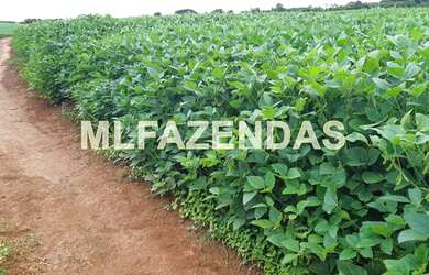 Imagem 5: Fazenda em Turvelândia MG 81,6 alqueires ou 197,47 ha, 80 aproveitável