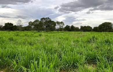 Imagem: A fazenda está localizado em Uirapuru, GO à venda por R$80.500.000