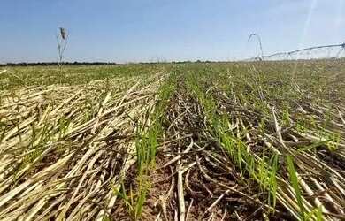 Imagem 3: Fazenda de 389 hectares em Urucuia-MG