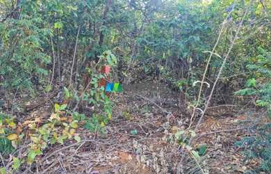 Imagem 9: FAZENDA À VENDA - 193 HECTARES - INIMUTABA MG