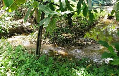 Imagem 3: Ilhéus - Fazenda - Iguape