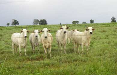 Imagem 10: Fazenda - São Miguel do Araguaia