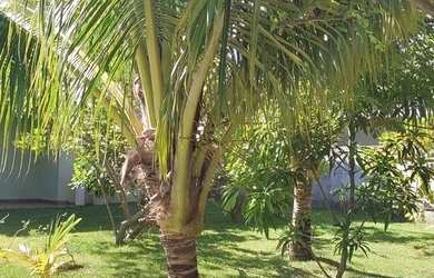 Imagem 9: Casa águas de Sauípe. Piscina, Churrasqueira, Imóvel mobiliadoeAr-condicionado