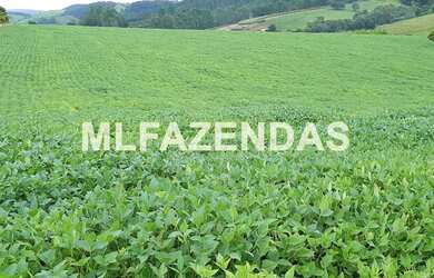 Imagem 6: Fazenda em Turvelândia MG 81,6 alqueires ou 197,47 ha, 80 aproveitável