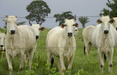 Imagem 11: Fazenda - São Miguel do Araguaia