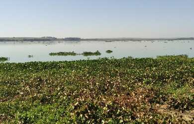 Imagem 4: Rancho em iacanga. 600m² de Área