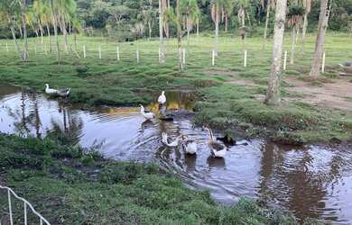 Imagem: Fazenda/Sítio/Chácara para venda possui 13000 metros quadrados