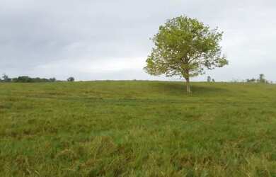 Imagem: A fazenda possui 6000m² de Área e está localizado em Rorainópolis
