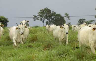 Imagem 3: Fazenda - São Miguel do Araguaia