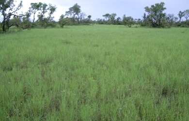 Imagem 9: Fazenda 83.346 Hectares em Mato Grosso - São Felix